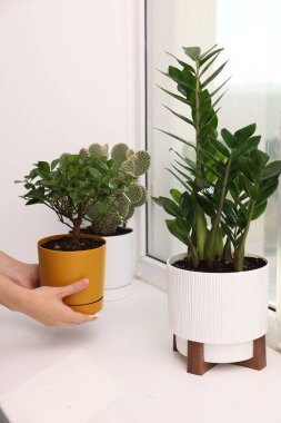 Bir kadın pencerenin pervazına yeşil çiçekleri yerleştiriyor.