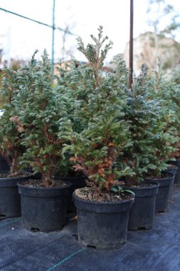 Pazarda saksılarda bir sürü küçük ladin ağacı var. Noel kutlaması