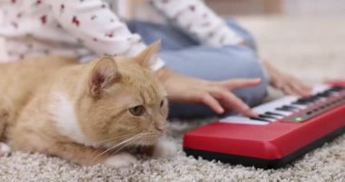 Evde oyuncak piyano çalan küçük bir kız ve sevimli bir kedi, yakın plan.