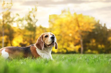 Güneşli bir günde sonbahar parkında tatlı Beagle köpeği, mesaj atmak için yer var.