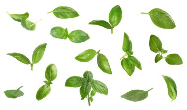 Beyaz arka planda taze yeşil fesleğen yaprakları, kolaj