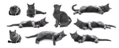 Beyaz arka planda şirin gri kedi, bir dizi fotoğraf.