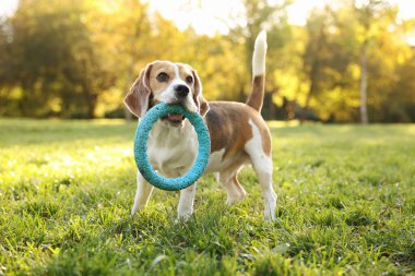 Sonbahar parkında yeşil çimlerde yüzük oyuncağıyla sevimli Beagle köpeği.