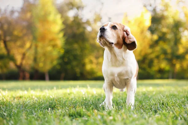 Sonbahar parkında yürüyüş yapan sevimli Beagle köpeği, mesaj için yer.