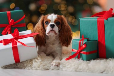 Evde, Noel hediye kutularının yanında sevimli bir köpek var.