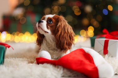 Noel Baba şapkalı şirin köpek evde yerde hediye kutuları var.