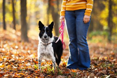 Sonbahar parkında sevimli köpeğini gezdiren kadın, yakın plan.