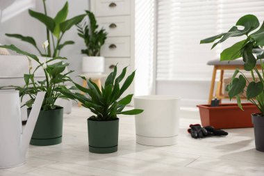 Farklı saksı bitkileri, su kovası ve eldivenler.