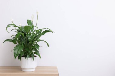 Beyaz duvarın yanındaki ahşap masada çiçekli güzel spathiphyllum (barış zambağı) bitkisi. Metin için boşluk