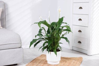 Güzel spathiphyllum (barış zambağı) çiçekli ev bitkisi