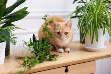 Kızıl kedi, ev bitkisinin neredeyse devrilmesine ramak kalmıştı.