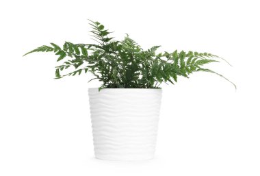 Güzel, saksıda saksıda saksıda saksı var.