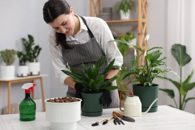 Beyaz ahşap bir masada saksıya çiçek nakleden bir kadın.