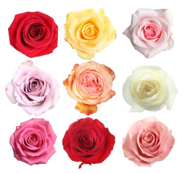 Beyaz üzerine izole edilmiş güzel güller koleksiyonu