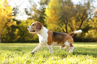 Sonbahar parkında yürüyüş yapan sevimli Beagle köpeği.
