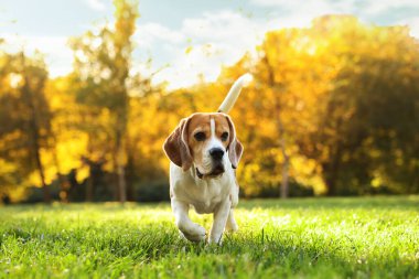 Sonbahar parkında yürüyüş yapan sevimli Beagle köpeği.