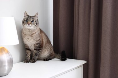 Evdeki beyaz dolapta sevimli kedi, mesaj için yer var.