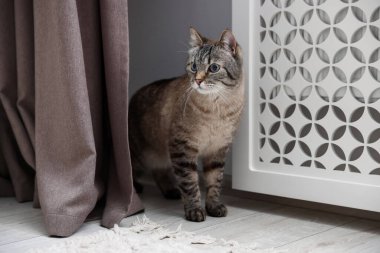 Evde kaloriferin yanında sevimli bir kedi var.