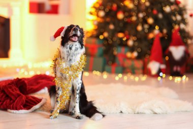 Noel Baba şapkalı şirin köpek. Odada parlak süslemeler var. Noel için dekore edilmiş.