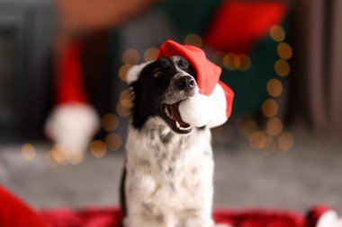 Evde Noel Baba şapkalı şirin bir köpek var. Noel atmosferi