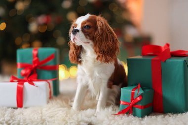 Evde, Noel hediye kutularının yanında sevimli bir köpek var.