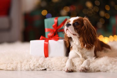 Noel hediye kutularının yanındaki şirin köpek evde yerde, mesaj atmak için yer var.