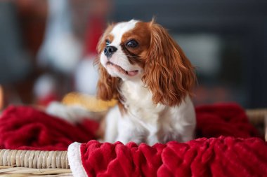 Hasır sepetin içinde Noel için dekore edilmiş sevimli bir köpek.