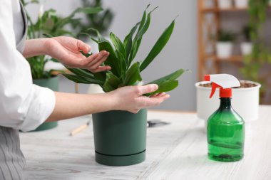 Kapalı alandaki beyaz ahşap masada saksıya çiçek nakleden bir kadın.