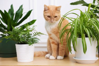 Şirin kızıl kedi ve ahşap masa üzerindeki farklı ev bitkileri.