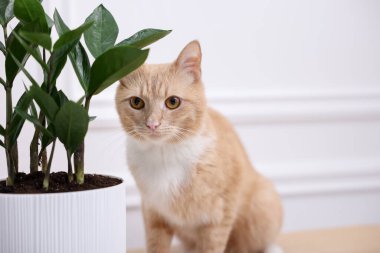 Şirin kızıl kedi ve ev bitkisi. Metin için boşluk