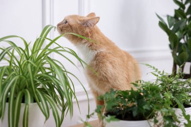 Tatlı kızıl kedi ve farklı ev bitkileri.