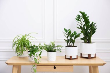 Beyaz duvarın yanındaki ahşap masada farklı saksı bitkileri. Metin için boşluk