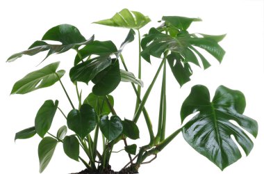 Beyaz yapraklı güzel filodendron bitkisi