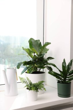 Pencerenin pervazında farklı güzel bitkiler ve sulama tenekeleri var.