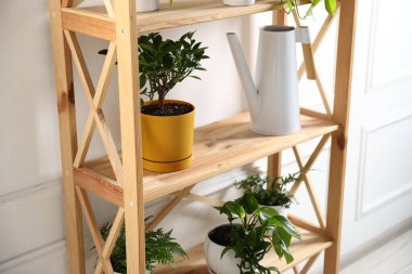 Kapalı alanda, ahşap raflarda farklı yeşil bitkiler ve sulama konserveleri var.