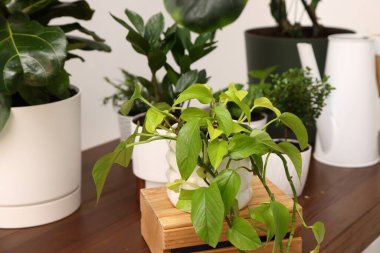 Farklı yeşil bitkiler ve sulama tenekeleri beyaz duvarın yanındaki ahşap masada, kapalı alanda.