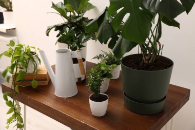 Farklı yeşil bitkiler ve sulama tenekeleri beyaz duvarın yanındaki ahşap masada, kapalı alanda.