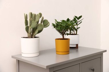 Beyaz duvarın yanındaki gri şifoniyerde farklı yeşil bitkiler var.