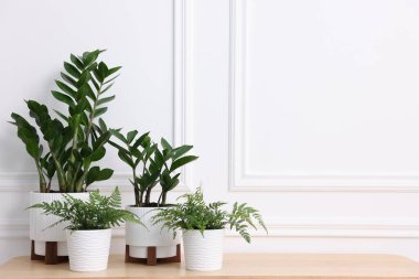 Beyaz duvarın yanındaki ahşap masada güzel saksı bitkileri. Metin için boşluk