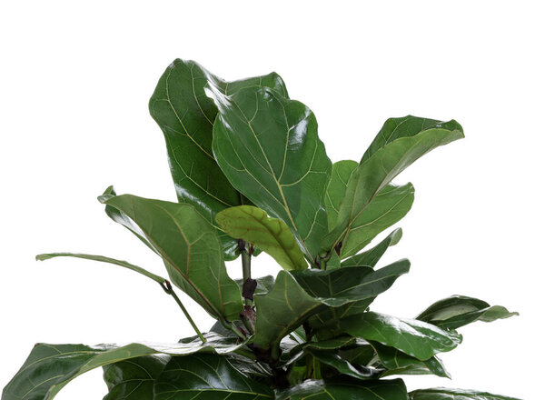 Beautiful lyre leaved fig houseplant isolated on white