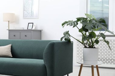 Canavar bitkisi ve rahat kanepesi olan şık bir oda. İç tasarım