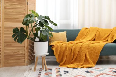 Canavar bitkisi ve rahat kanepesi olan şık bir oda. İç tasarım