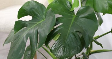 Canavarların evlerini suyla doldurmak, yakın plan.