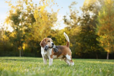 Güz parkında oyuncağı çiğneyen sevimli Beagle köpeği.