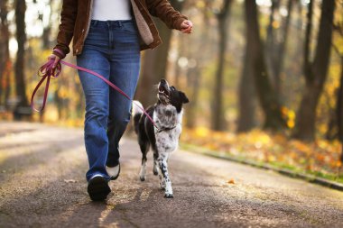 Sonbahar parkında sevimli köpeğini gezdiren bir kadın, yakın plan. Metin için boşluk