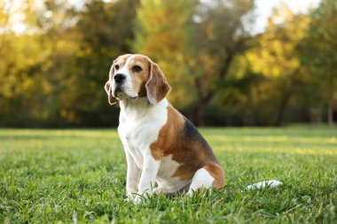 Sonbahar parkında yürüyüş yapan sevimli Beagle köpeği.