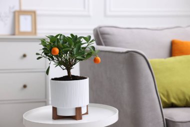 Kapalı alandaki kanepenin yanındaki beyaz masada mandalina ağacı.