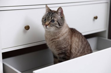 Evdeki çekmecede sevimli bir kedi var.