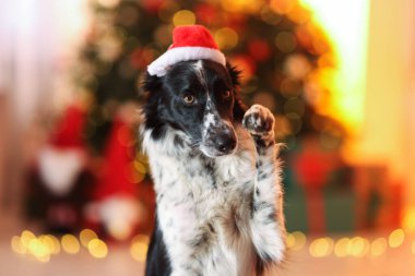 Noel Baba şapkalı şirin köpek Noel için dekore edilmiş.