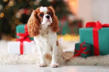 Evde, Noel hediye kutularının yanında sevimli bir köpek var.